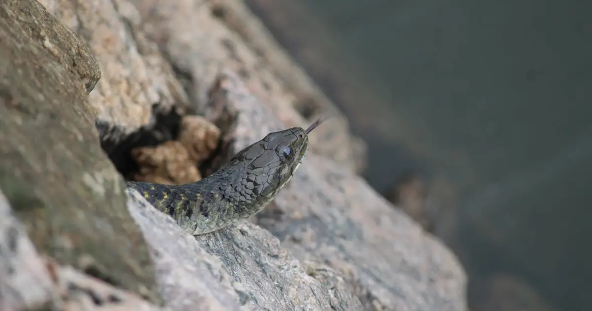 A Psicologia por Trás das Rifas: Entendendo o Comportamento dos Participantes