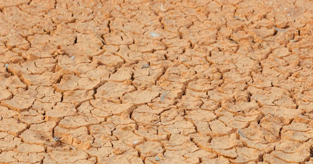 Como Criar Rifas que Apoiam Projetos de Conservação da Biodiversidade