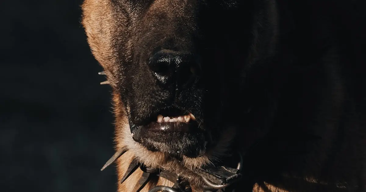 Como Utilizar Rifas para Promover a Conscientização sobre Segurança Doméstica: Dicas e Estratégias