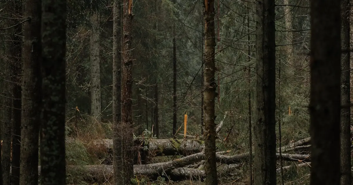 Como Utilizar Rifas para Promover a Conscientização sobre Sustentabilidade Ambiental: Dicas e Estratégias