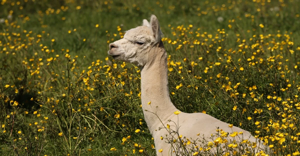 Como Criar uma Rifa de Bicho para Editar em 2024