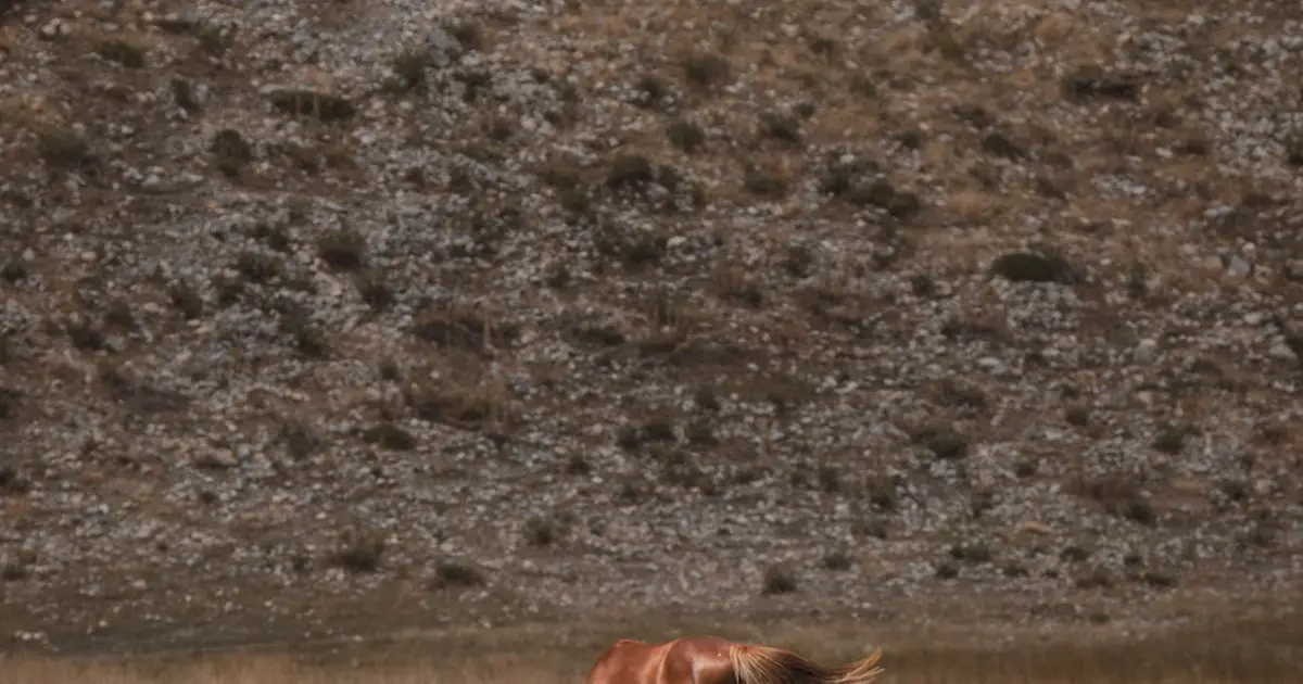 Dicas para Criar Rifas com Produtos de Cuidado para Animais de Estimação