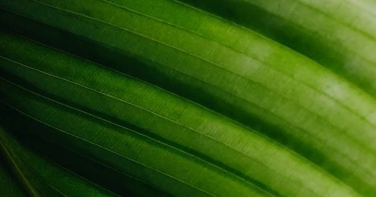 É Permitido Fazer Rifa no Instagram?