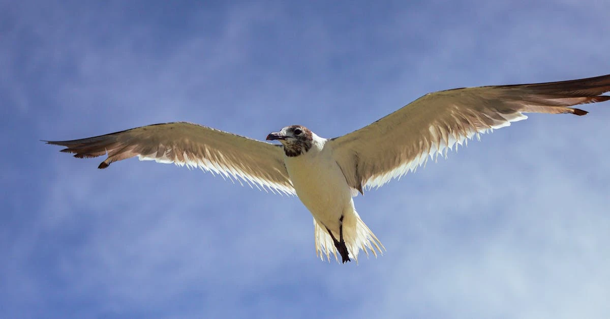 Qual é o melhor site grátis para fazer rifa online? Descubra! ⎯ Foto: Emily Flores/Pexels