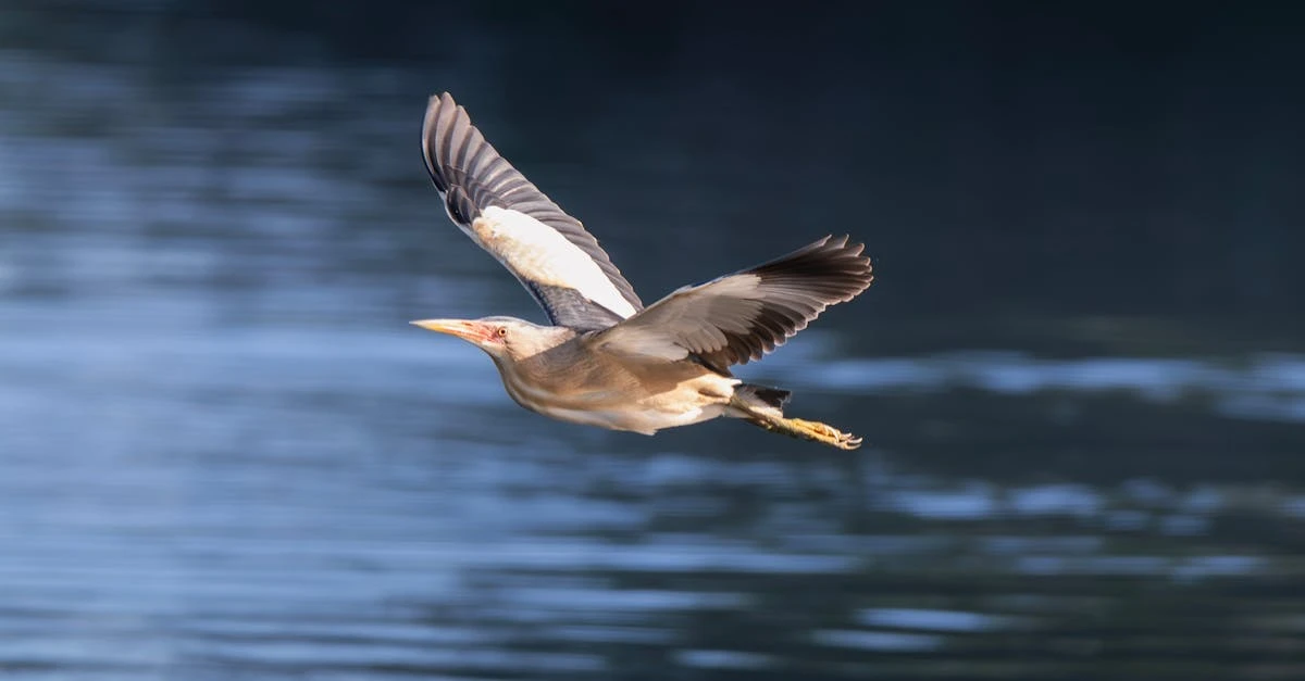 Aprenda a Organizar uma Rifa Online com 100 Números Grátis ⎯ Foto: Jesús Esteban San José/Pexels