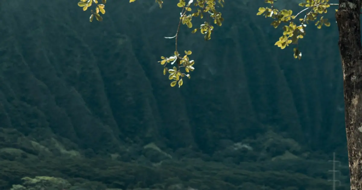 Rifas e Eventos de Yoga: Engajando a Comunidade em Aulas e Retiros - Como promover a prática de yoga de forma colaborativa.